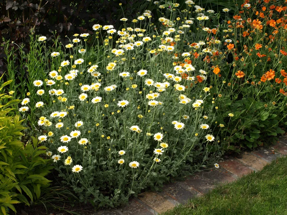 Passion Vivaces Anthemis Susanna Mitchell plante vivace godet jaune