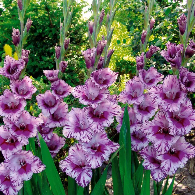 Bakker Passos glaïeul violet sachet 25 bulbes