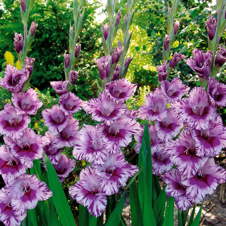 Bakker Passos glaïeul violet sachet 25 bulbes