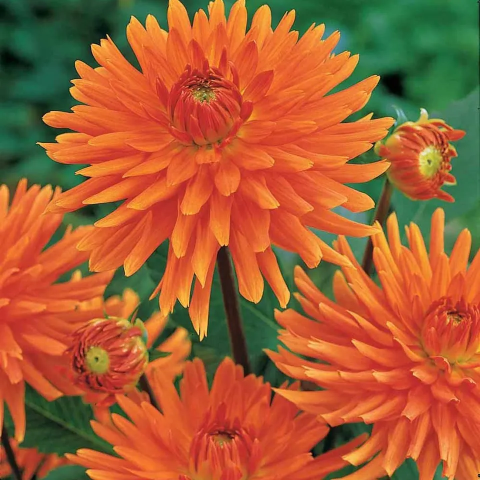 Bakker Dahlia cactus nain Vrouwe Jacoba 3 bulbes orange