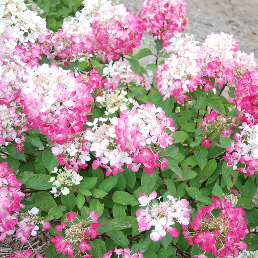 Bakker Hortensia Diamant Rouge Rendia pot 1,3L fuchsia