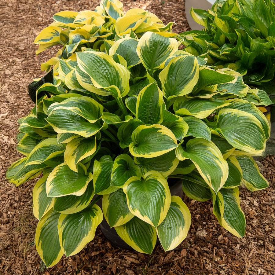 Bakker Hosta Queen Josephine vivace pot Ø9cm ombre panaché