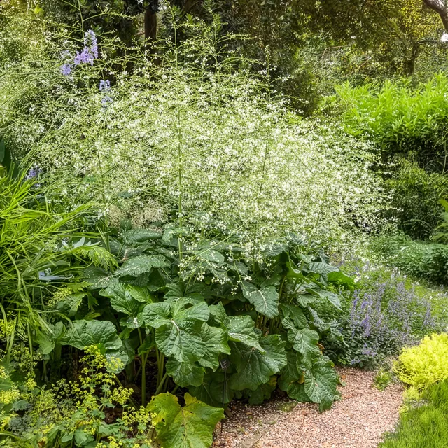 Bakker Plantes vivaces Chou nuage blanc Crambe fleur pot Ø 9cm