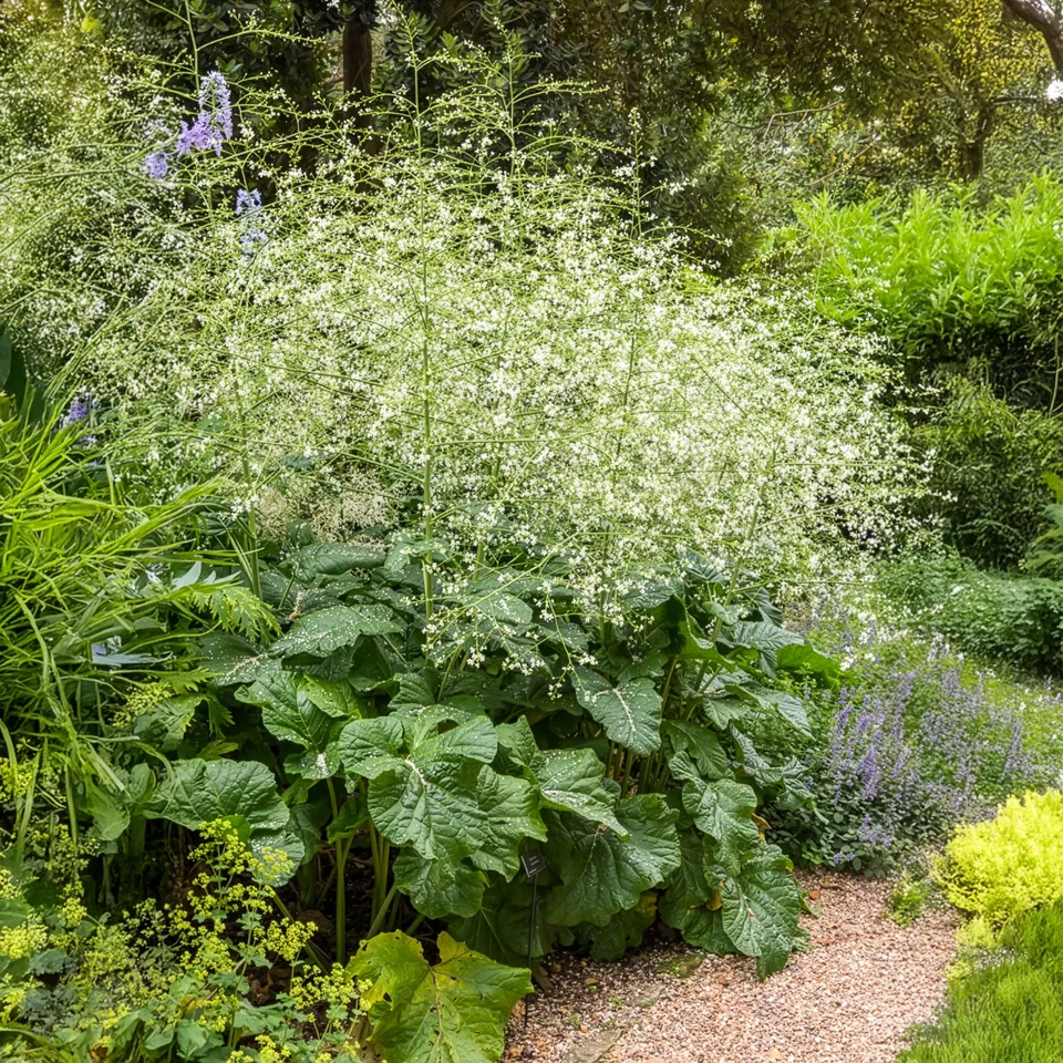 Bakker Plantes vivaces Chou nuage blanc Crambe fleur pot Ø 9cm