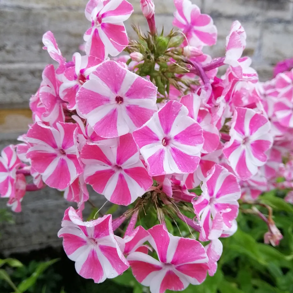 Bakker Peppermint Twist phlox paniculé pot Ø11cm bicolore