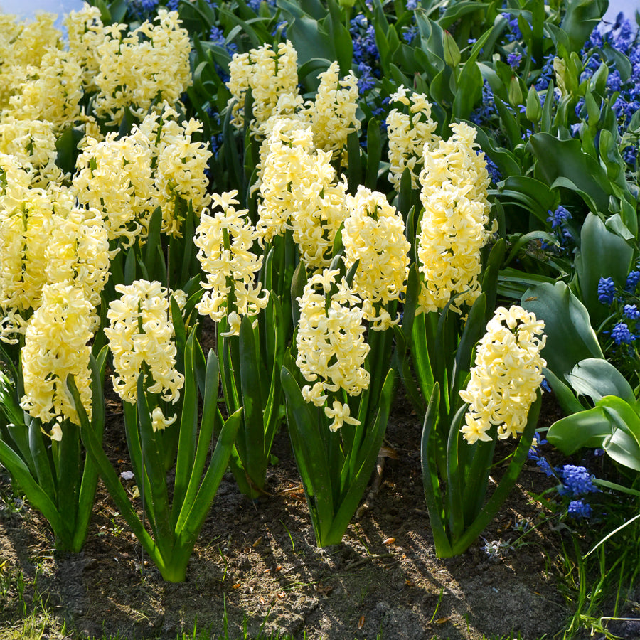 Bakker City of Haarlem jacinthe jaune sachet 6 bulbes