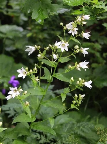 Passion Vivaces Campanula Alba plante vivace godet blanche