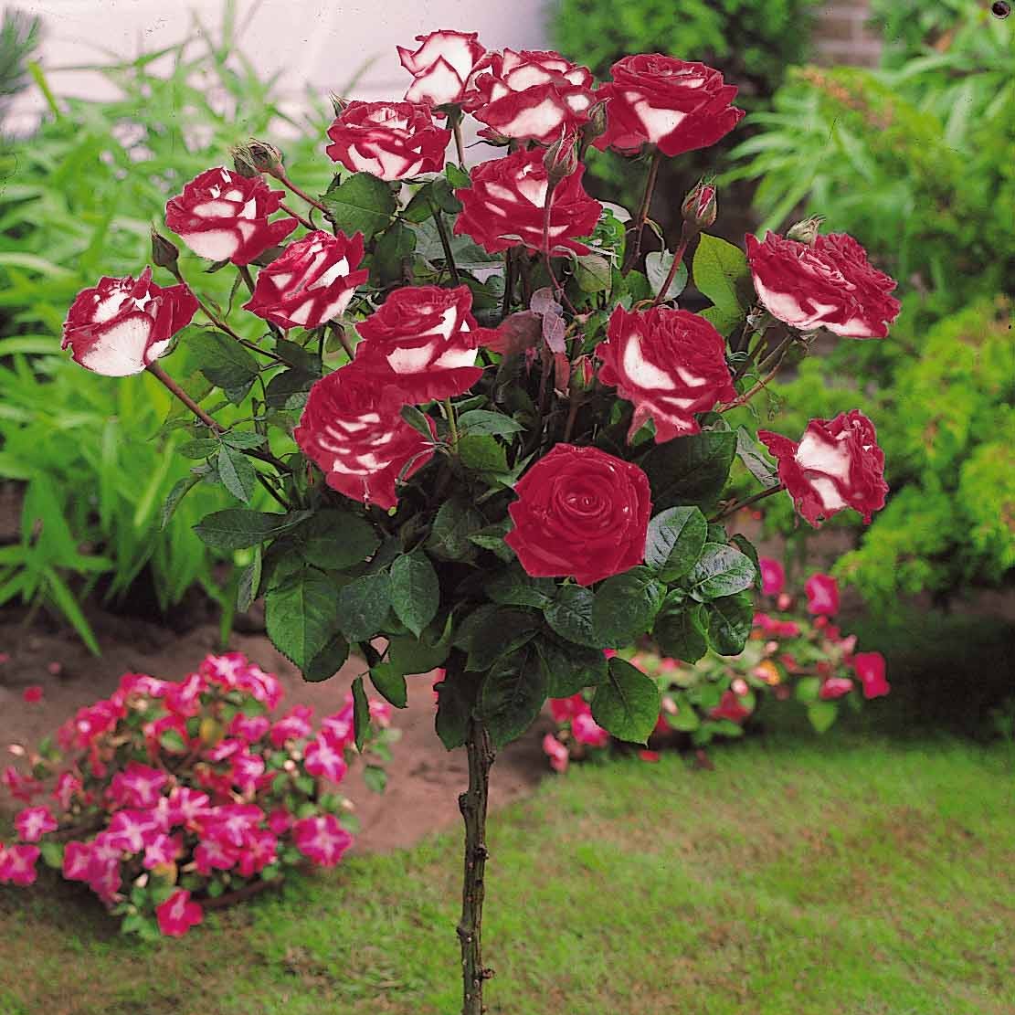 Bakker Rosiers Ramona Korbin Osiria tige lot 3 racines nues