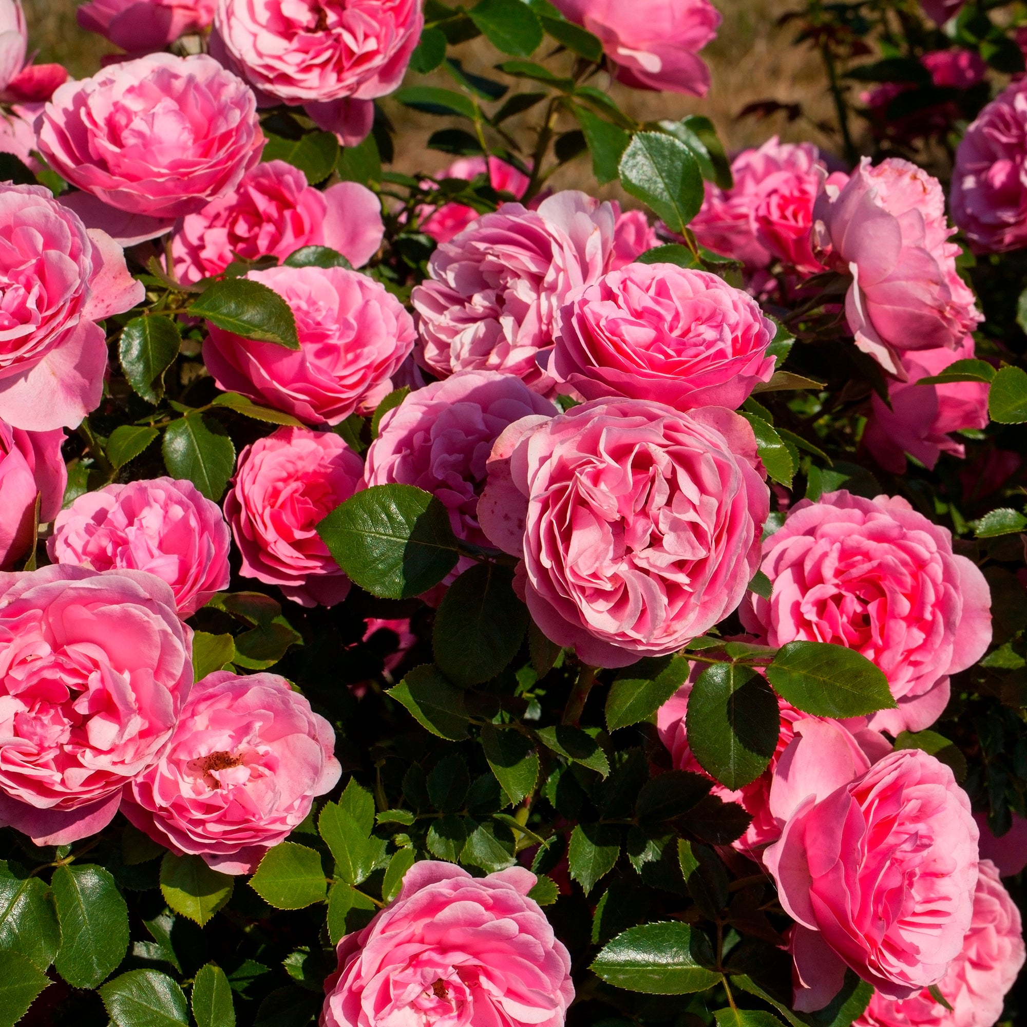 Bakker Rosiers Leonard de Vinci rosier motte rose