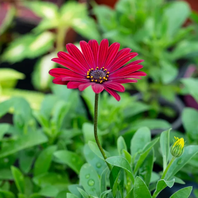 Bakker Marguerite du Cap rouge osteospermum pot 10,5cm