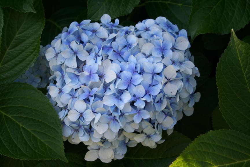Les Hortensias du Haut Bois Otaksa Monstruosa hortensia rondes