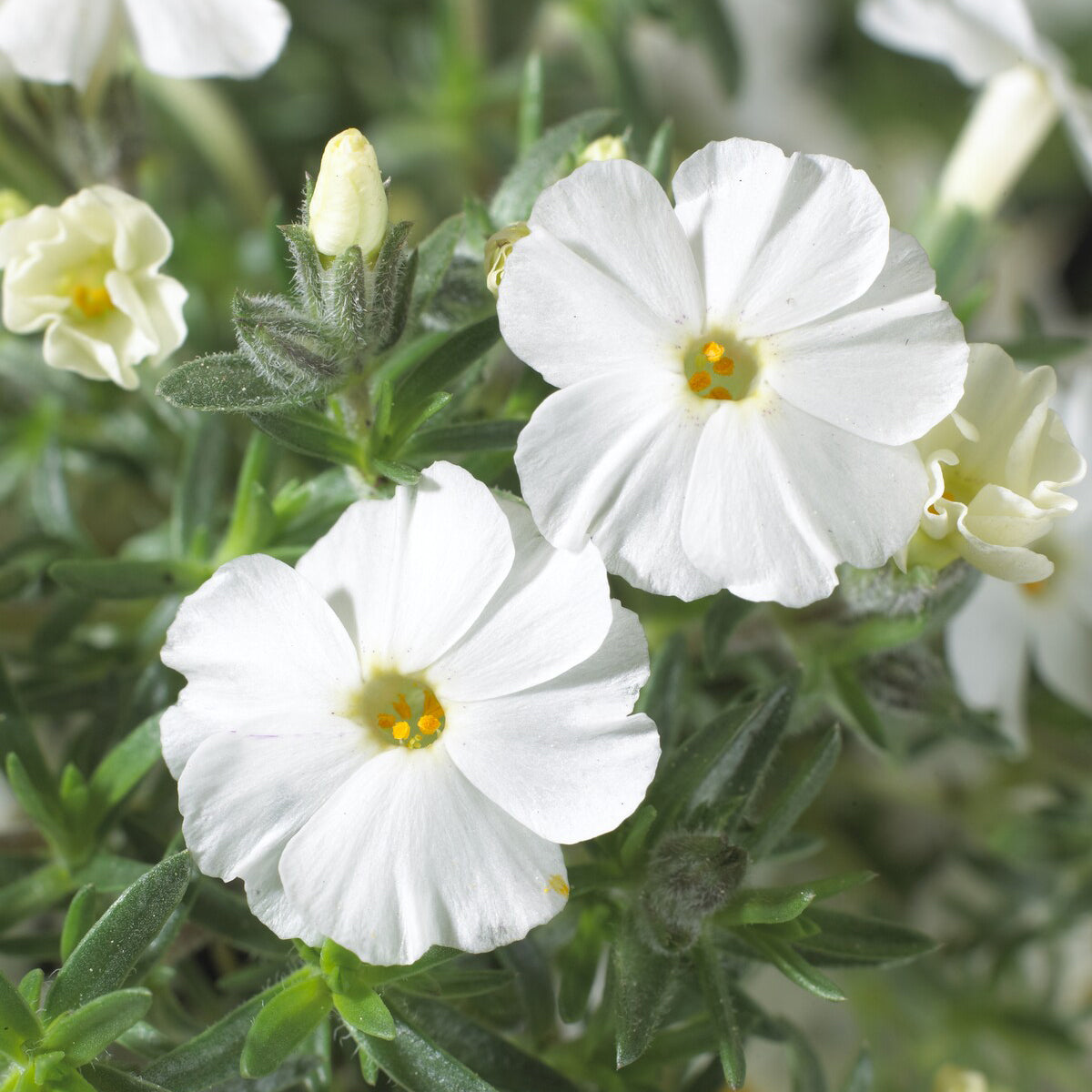 Bakker Phlox White Admiral plante vivace pot Ø 9cm blanc