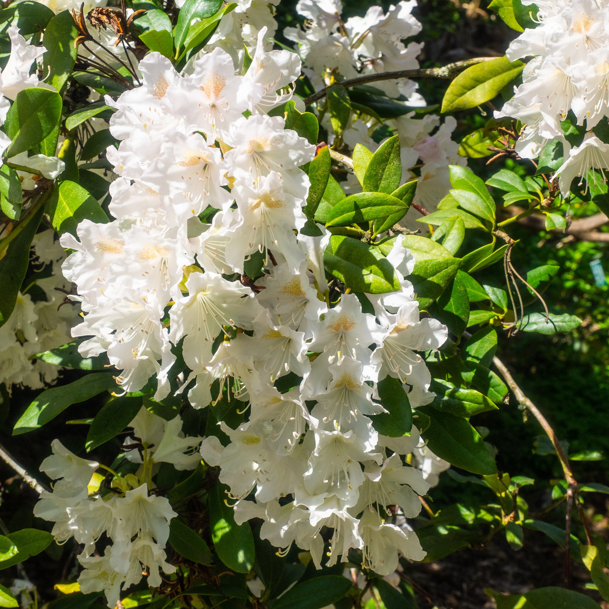 Bakker Rhododendron Cunningham's White blanc pot 3L