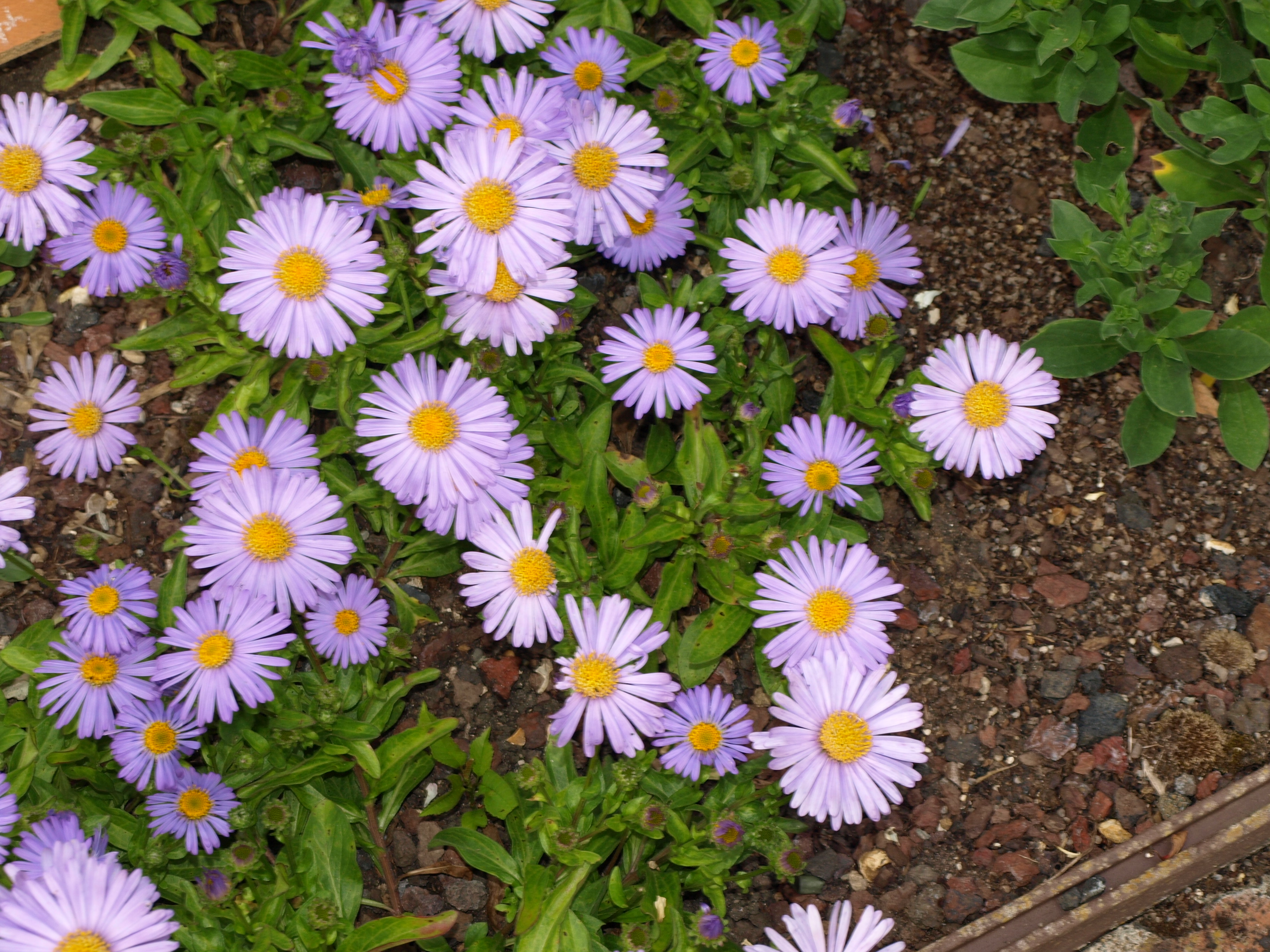 Passion Vivaces ASTER Alpellus Triumph vivace godet violet
