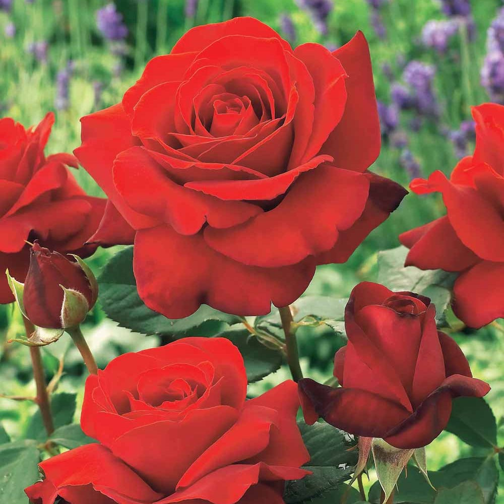 Bakker Magie du Parfum rosier buisson motte rouge parfumé