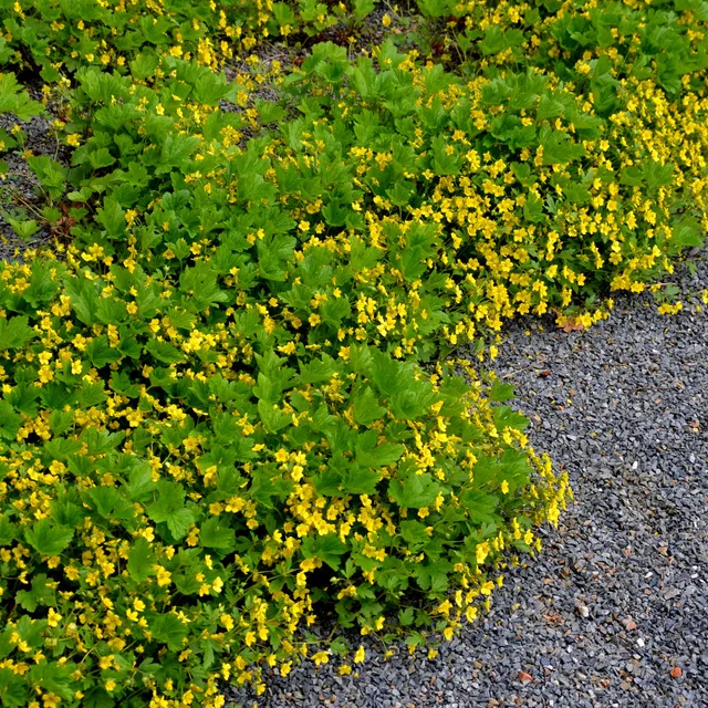Bakker Waldsteinia geoide vivace couvre-sol pot Ø 9cm jaune