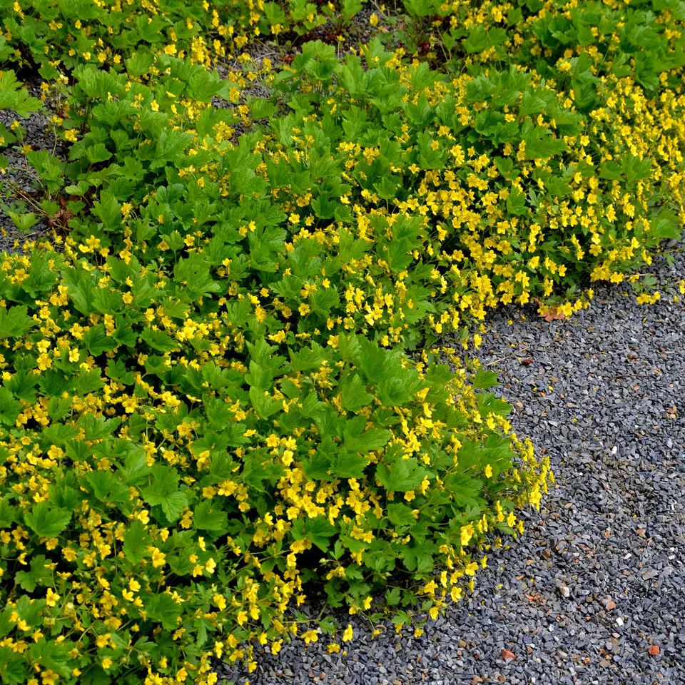 Bakker Waldsteinia geoide vivace couvre-sol pot Ø 9cm jaune