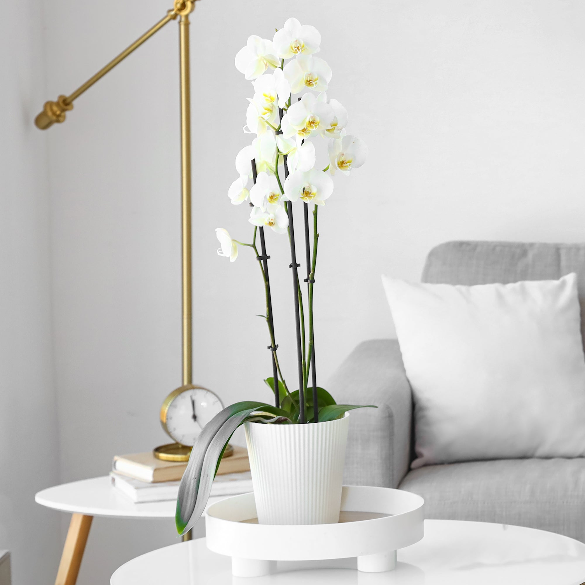 Bakker Orchidée blanche Phalaenopsis pot 12cm 40-50cm