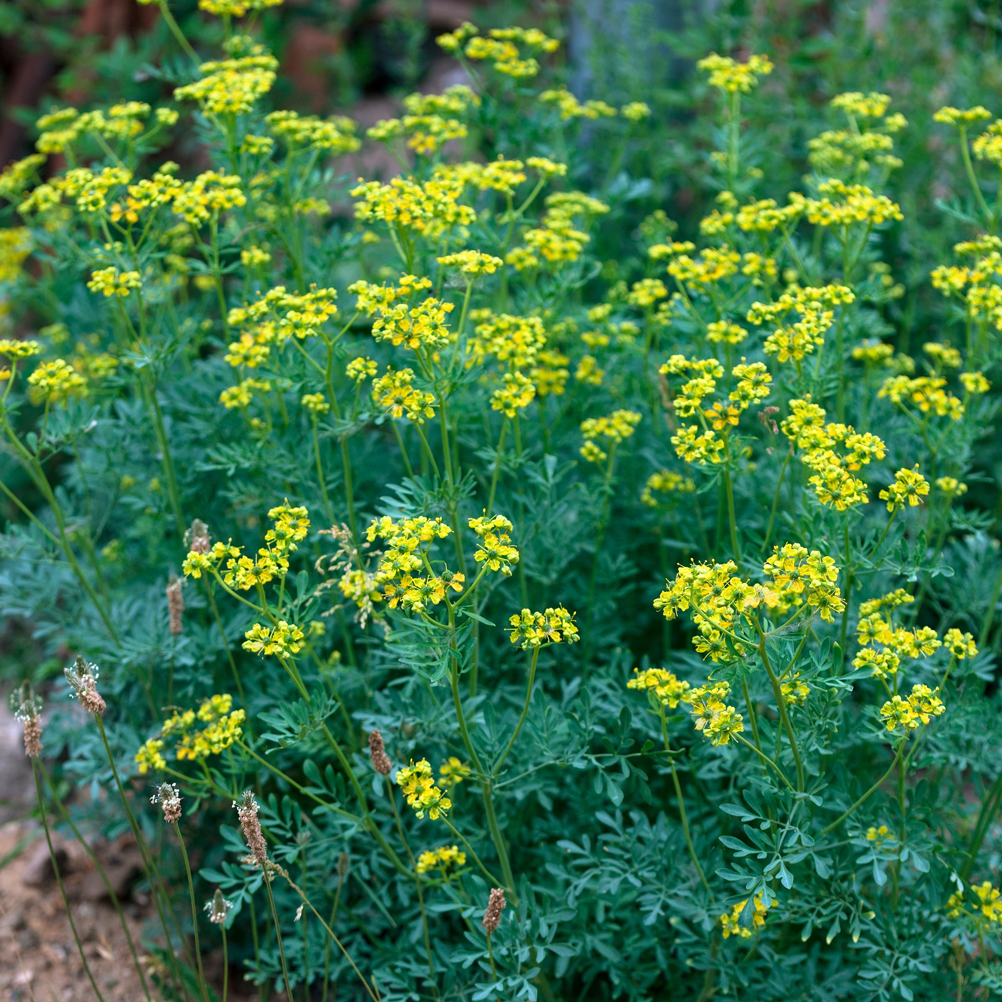 Bakker Rue des Jardins vivace pot Ø 9cm feuillage bleuté