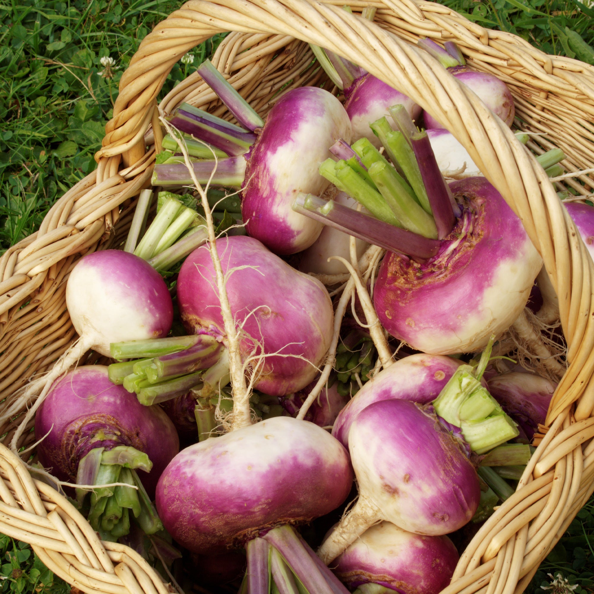 Bakker Potager et Graines Navet Auvergne Tardive graines sachet 5g hiver