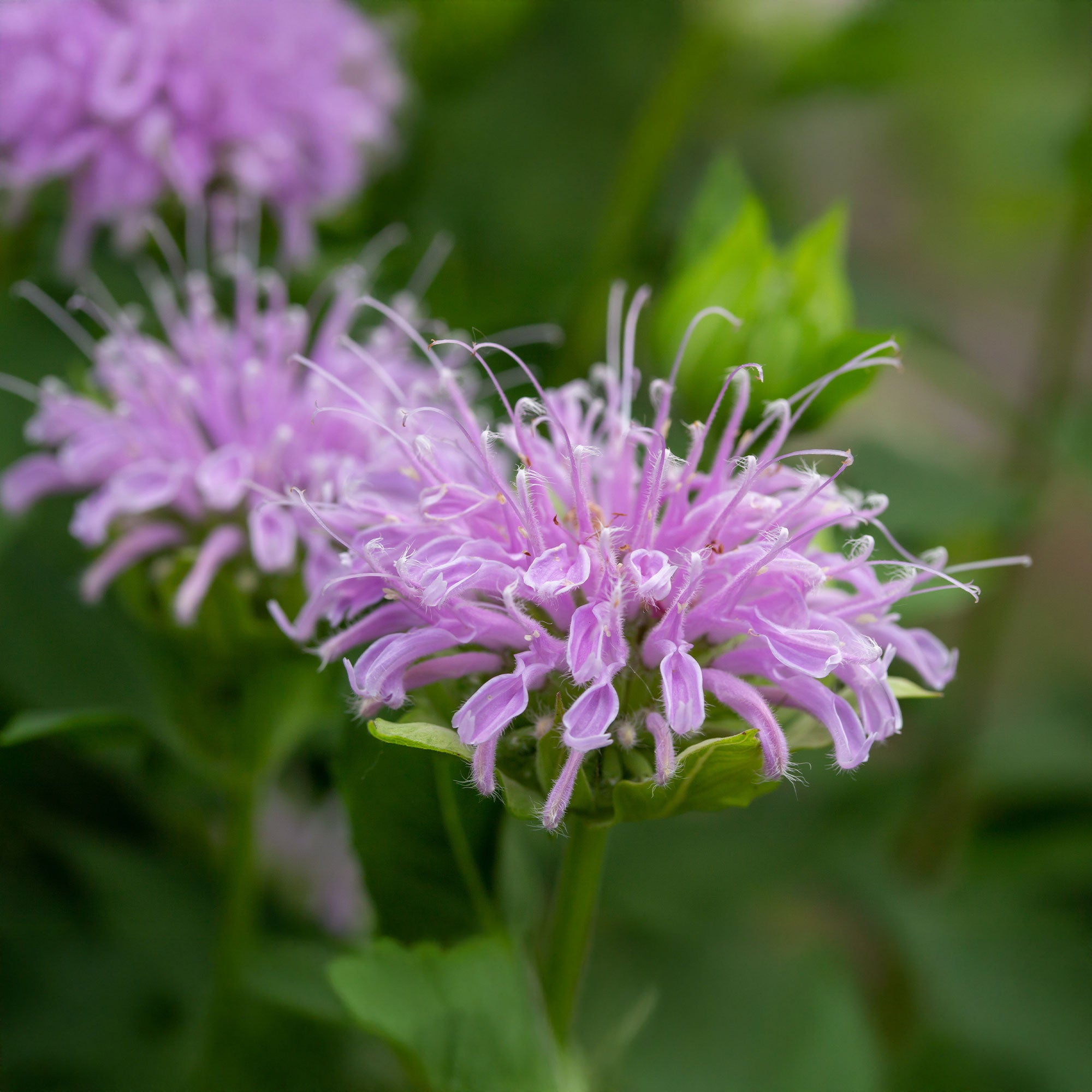 Bakker Monarde menthe plante vivace pot 9cm violette