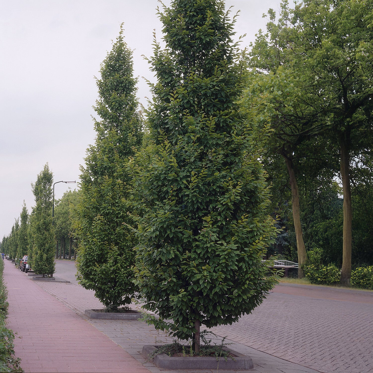 Bakker Arbustes Charme commun Frans Fontaine pot 2L 125-150cm