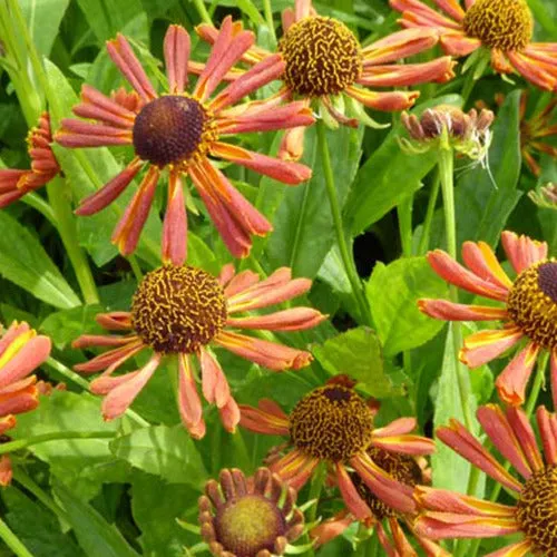 Bakker Hélénie Loysder Wieck plante vivace pot 9cm orange