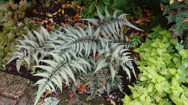Passion Vivaces FOUGERE Athyrium Metallicum argenté pot 1L