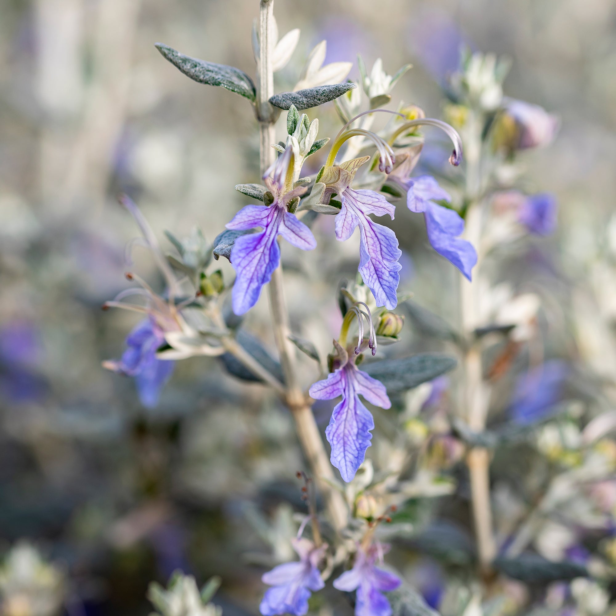 Bakker Azureum germandrée arbustive pot 2L bleu sec