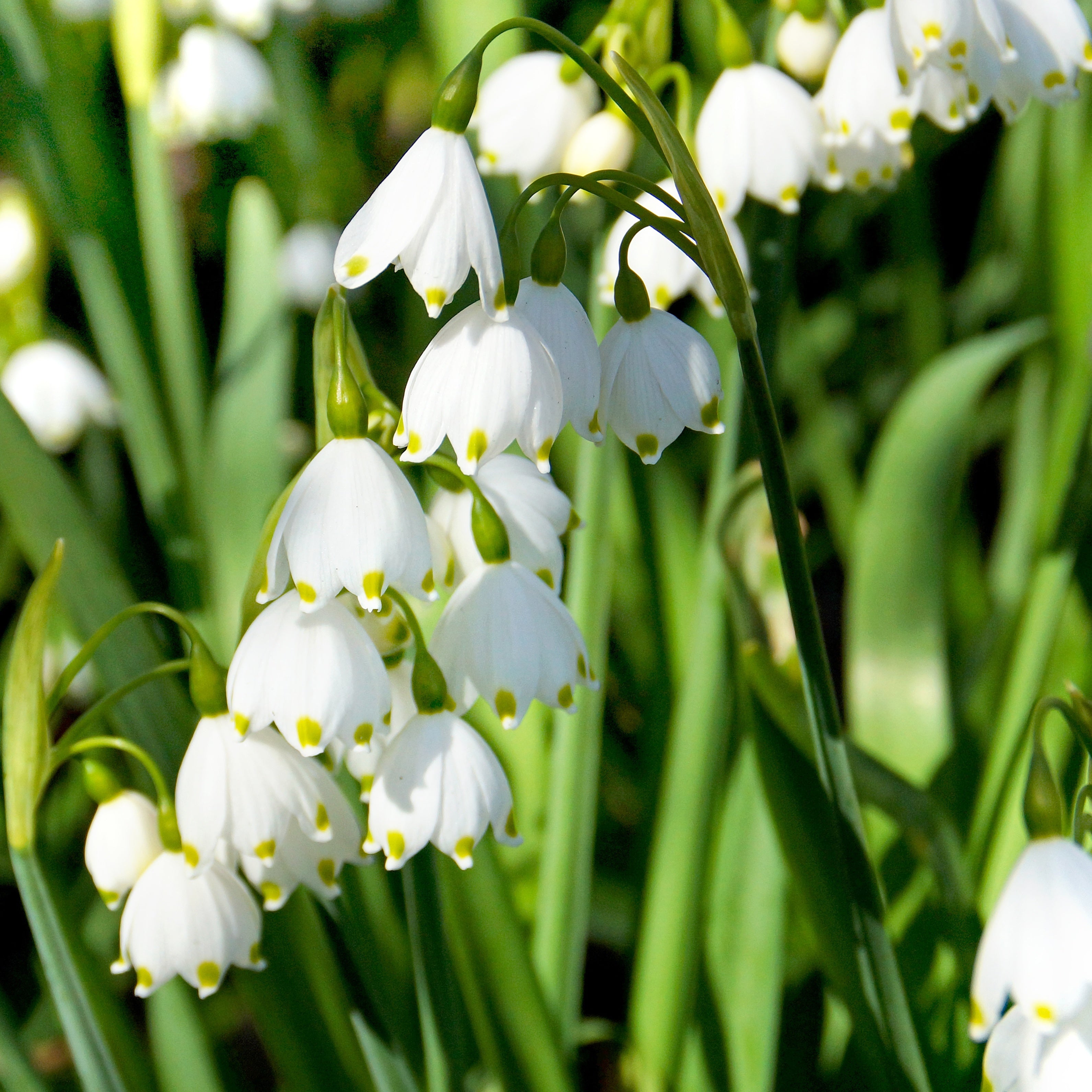 Bakker Bulbes à fleurs Nivéoles d'été bulbe blanche sachet de 8