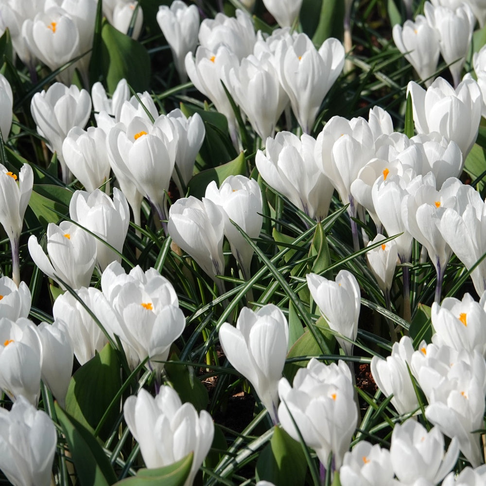 Bakker Crocus Jeanne d'Arc blanc 10 bulbes 8-9cm