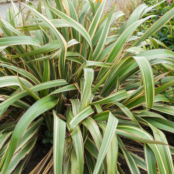 Bakker Lin Nouvelle-Zélande tricolore pot 4L exotique