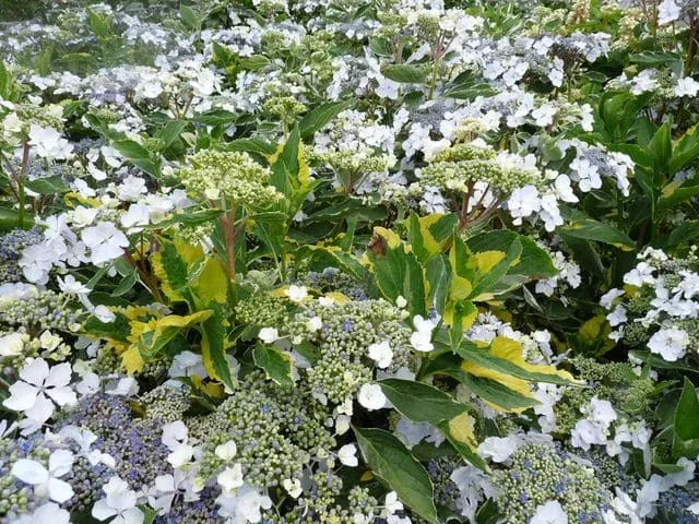 Les Hortensias du Haut Bois Lemon Wave hortensia panaché godet
