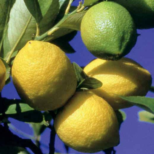 Bakker Citronnier 4 saisons fruitier pot 12cm 20-25cm