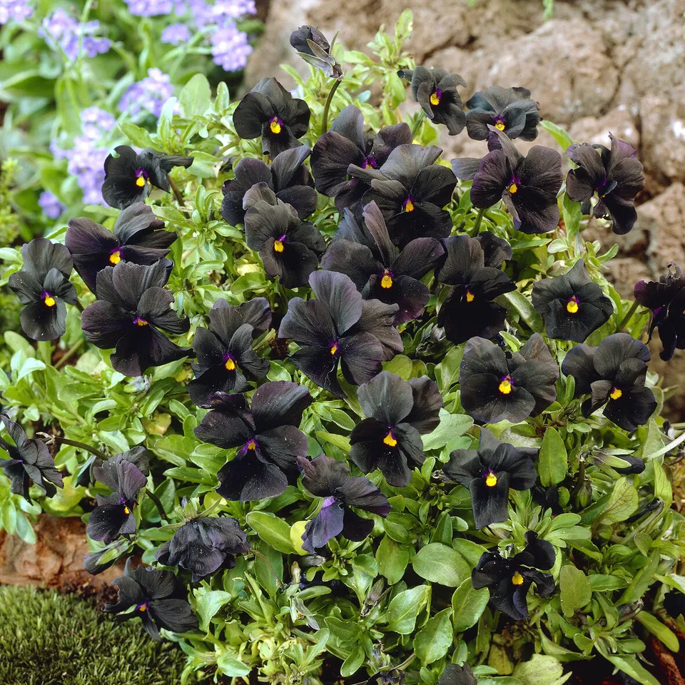 Bakker Vivaces Violette cornue Molly Sanderson pensée pot 9cm noire