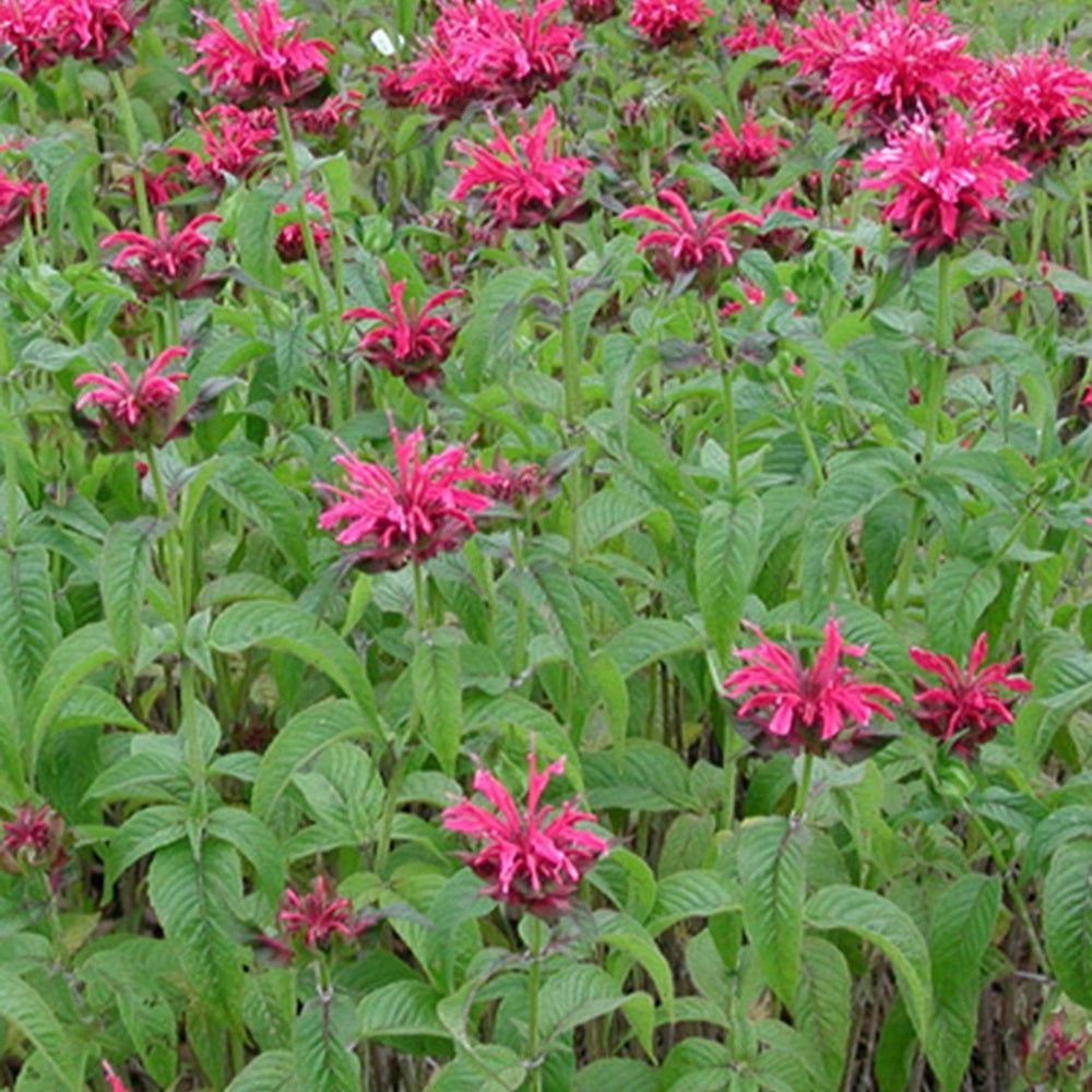 Bakker Monarde Mahogany vivace fuchsia pot 8 cm