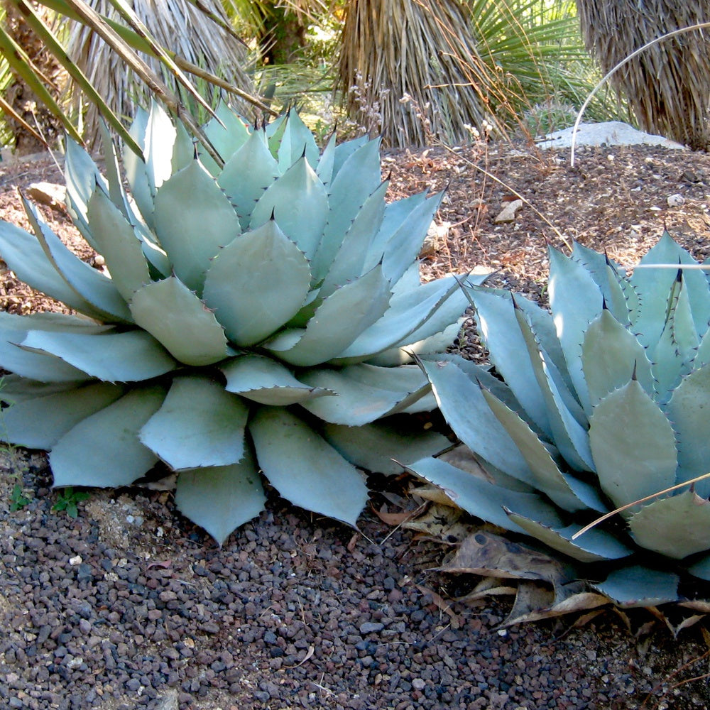 Bakker Agave de Parry succulente pot 11cm rustique -28°C
