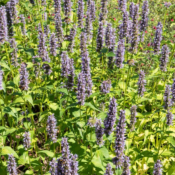 Bakker Plantes vivaces Agastache Black Adder plante lot 3 racines
