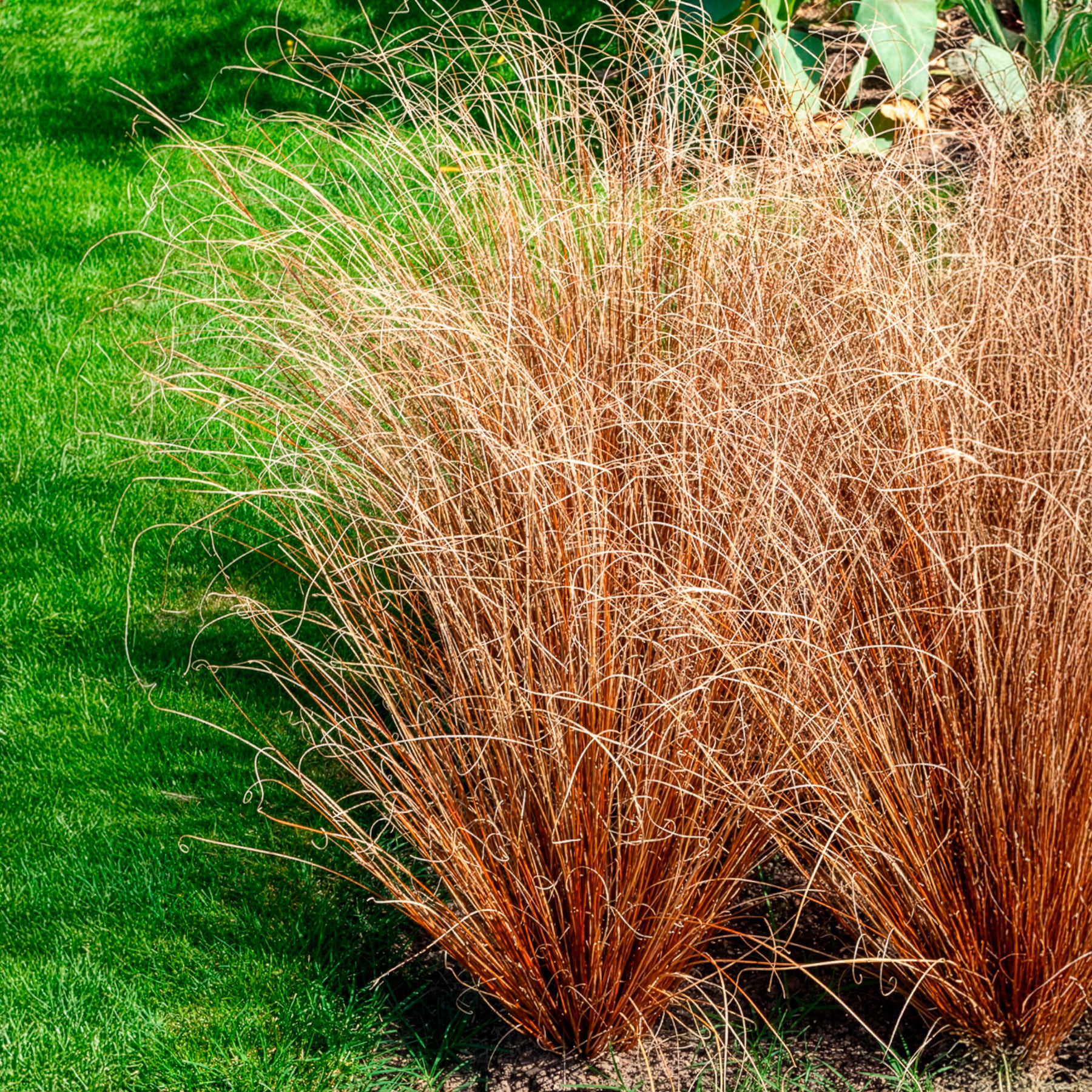 Bakker Carex buchananii laîche pot 8cm cuivré