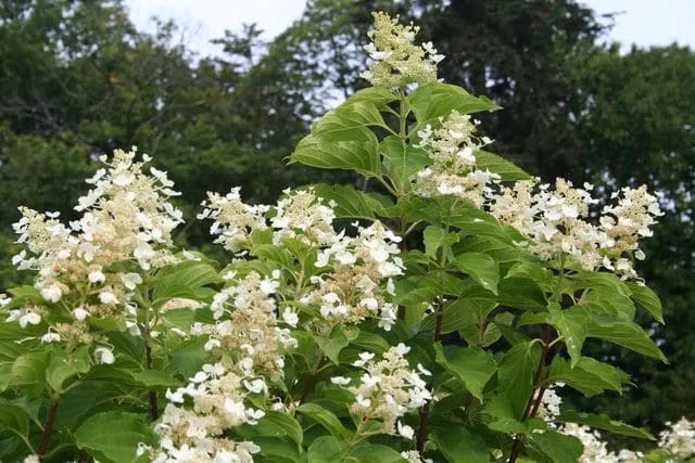 Les Hortensias du Haut Bois Papillon hortensia paniculé blanc soleil