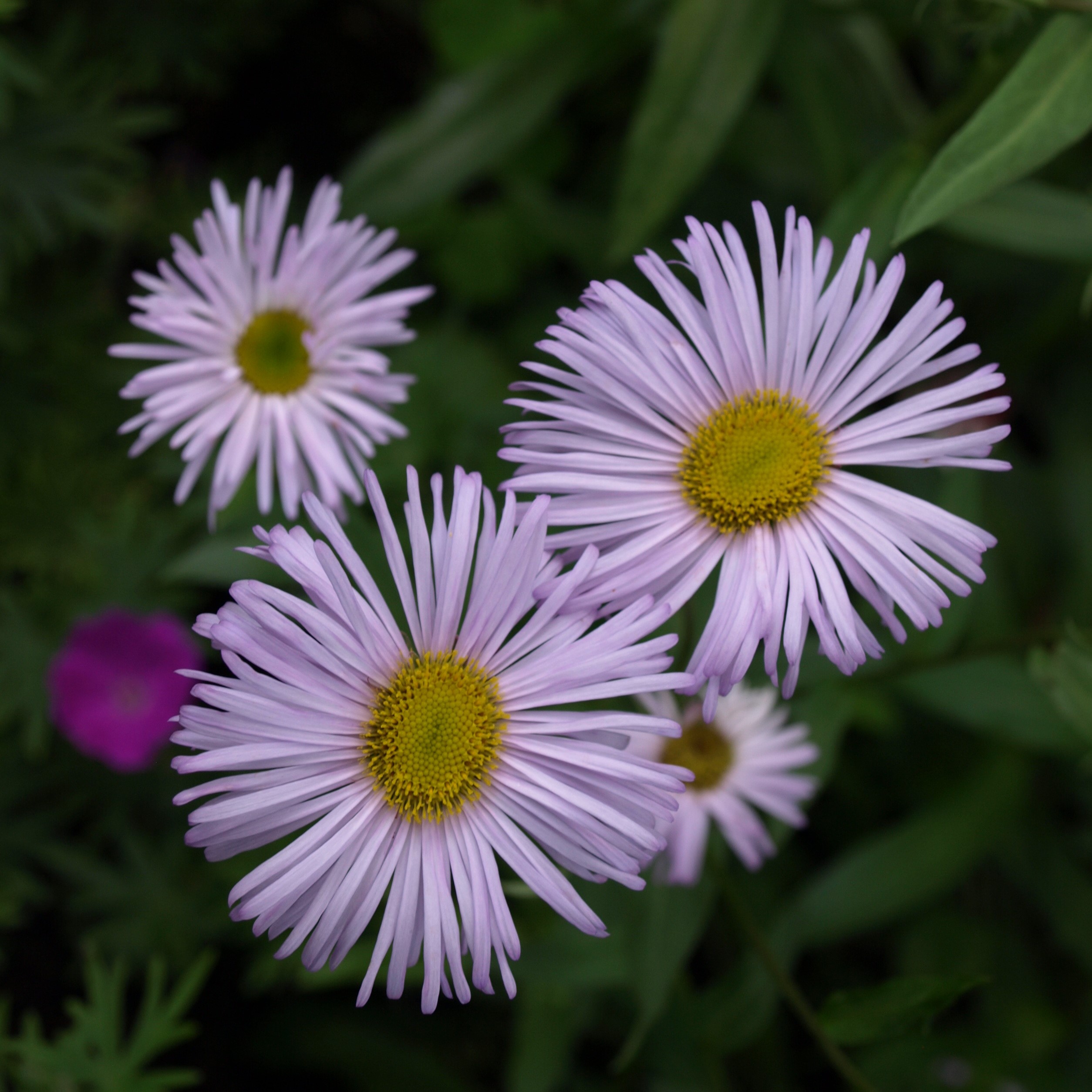 Passion Vivaces Erigeron Quakeresse plante vivace pot 1 litre mauve