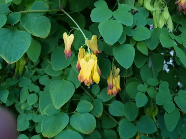 Passion Vivaces Dicentra macrocapnos jaune grimpant en pot