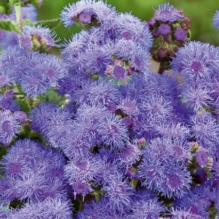 Bakker Agérate Blue Mink graines fleurs sachet 0,15g bleue