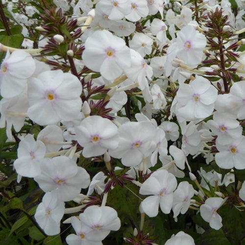 Bakker Phlox Schneelawine vivace blanche parfumée pot 9cm
