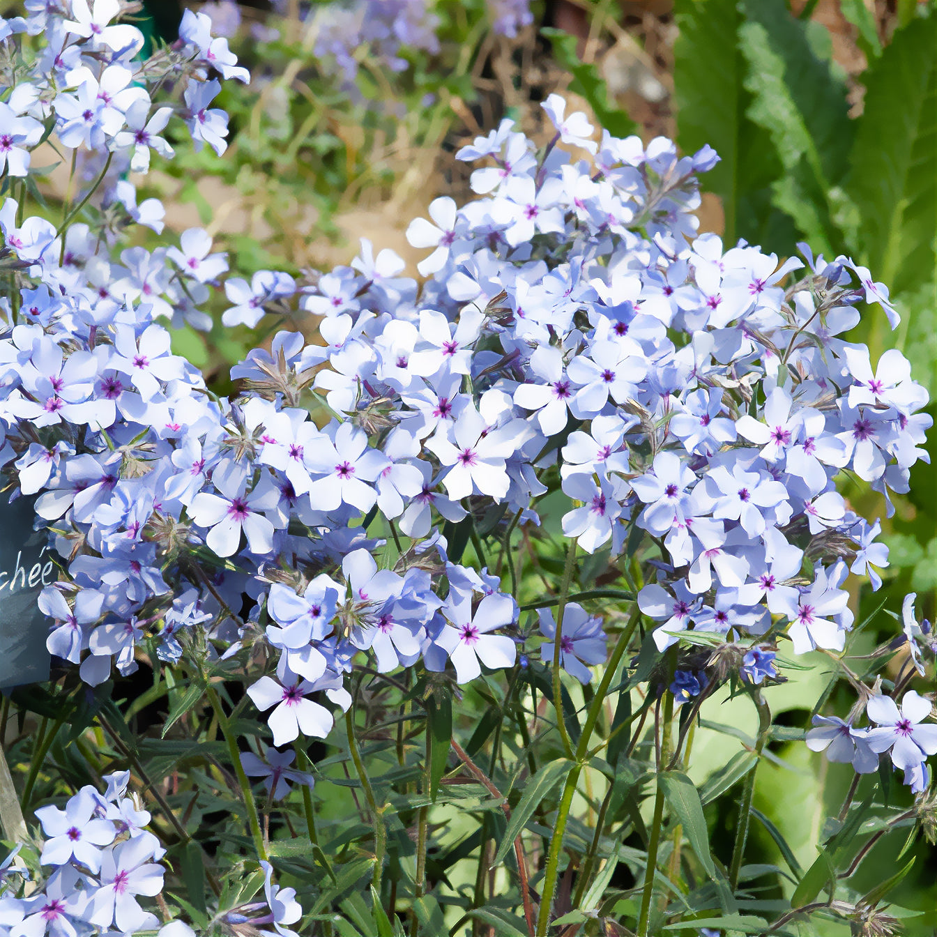 Bakker Plantes vivaces Phlox divaricata Chattahoochee pot 9cm bleu