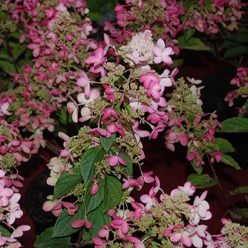 Bakker Hortensia paniculé Ruby Angels Blush arbuste pot 3L