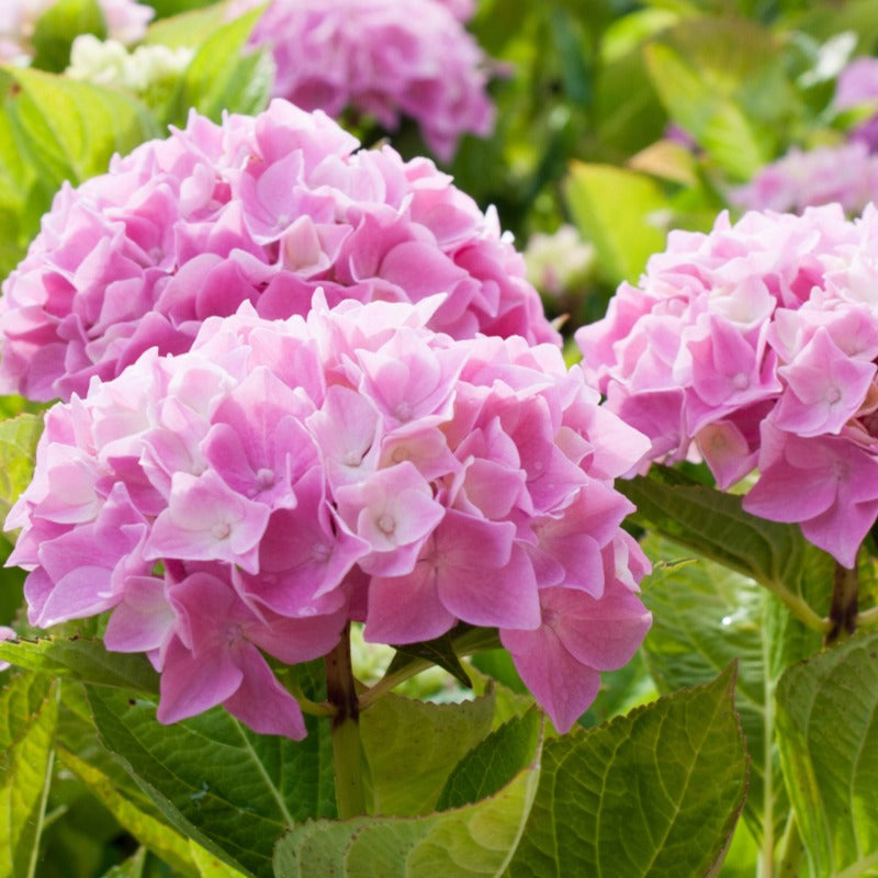 Bakker Collection 3 Hortensias Macrophylla rouge bleu rose 1,3 L
