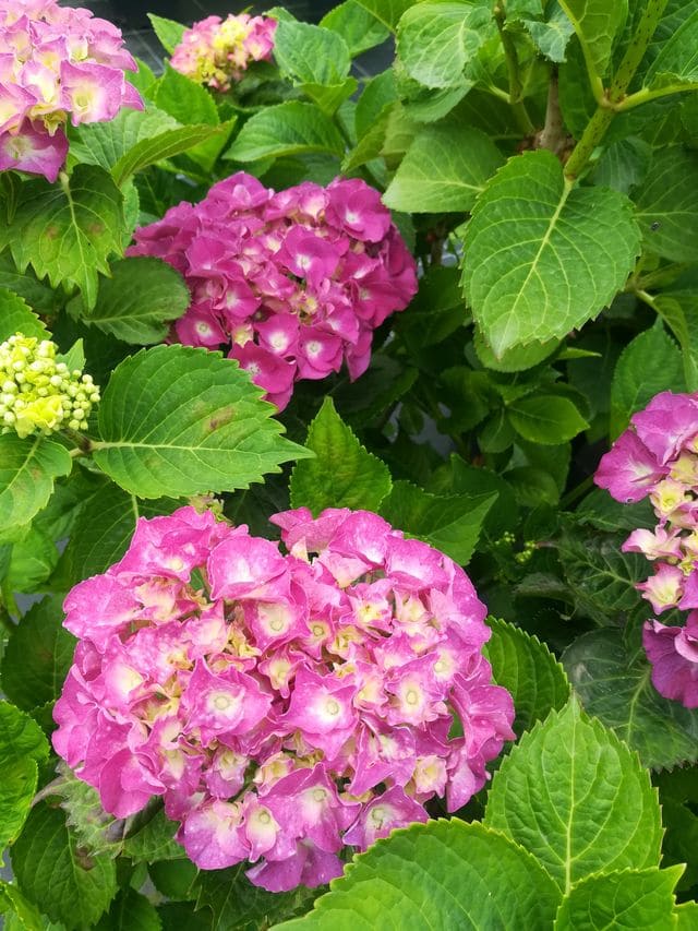 Les Hortensias du Haut Bois Hatfield rose hortensia fleurs rondes