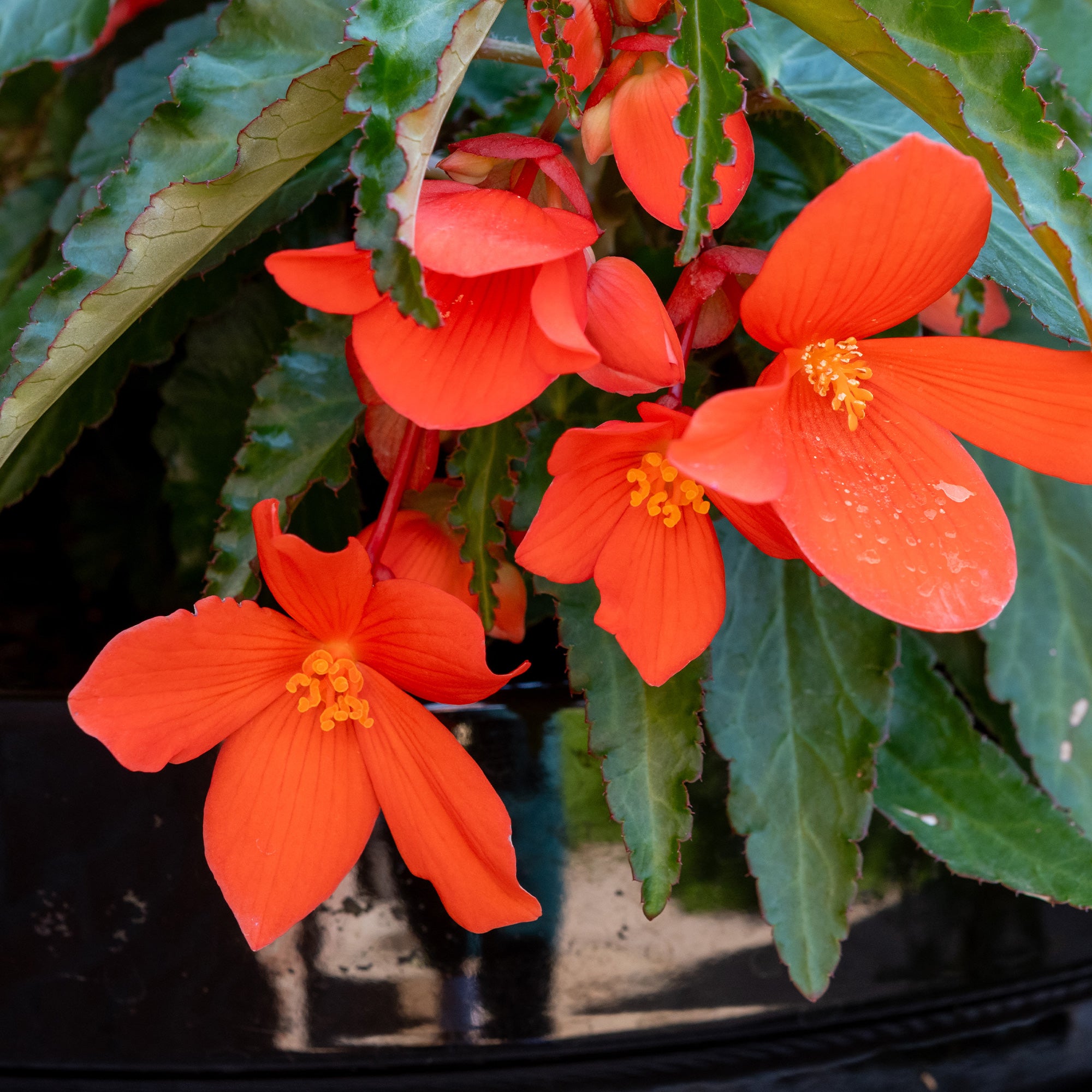 Bakker Bégonia retombant orange plante suspension pot Ø 10,5cm