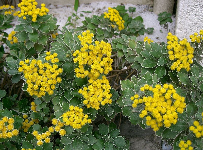 Passion Vivaces Ajania pacifica plante vivace fleur jaune or